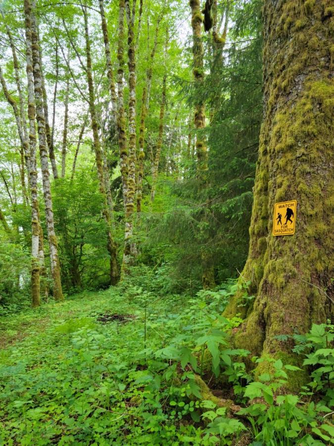 A Relaxing Getaway-A Backwoods Cabin Solduc River Beaver Экстерьер фото